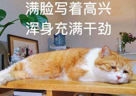 三次创业，初中辍学的他如何布局SEO开上豪车住进大房子?(图5)